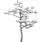 Illustrations jardins nantais - Ile de Versaille - Arbre nuage